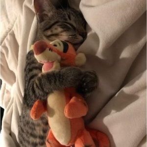 Meet your Posher, Allisson